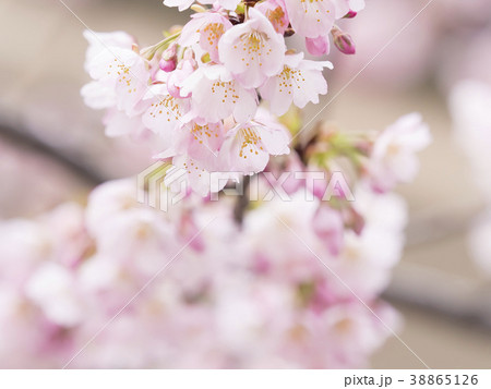 さくら・アップ さくら・アップ 38865126