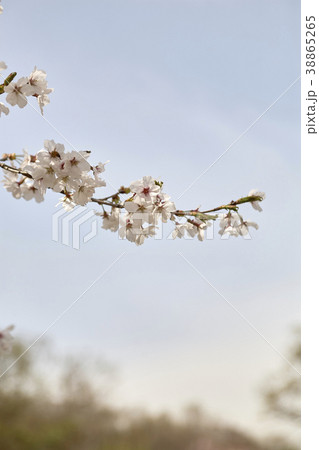 桜 花 春 38865265