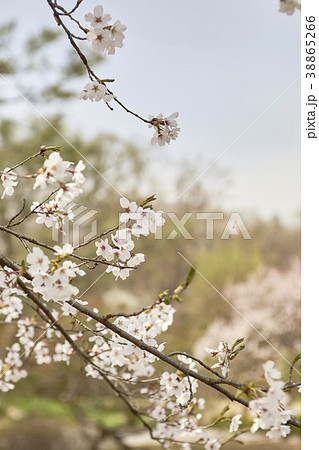 桜 花 春 38865266