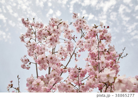 桜 花 春 38865277