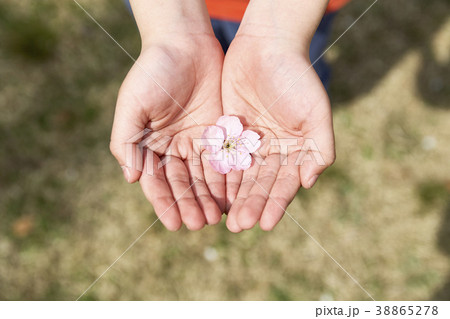 桜 花 春 38865278