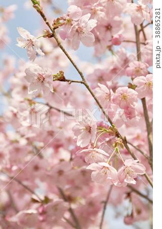 桜 花 春 38865281