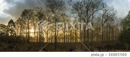 Forest in autumn Forest in autumn 38865560