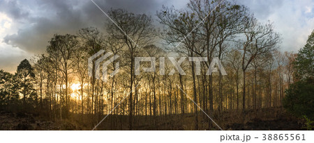 Forest in autumn Forest in autumn 38865561