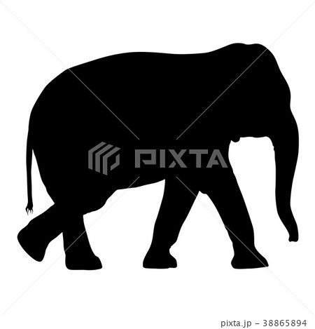 Silhouette large African elephant on a white  Silhouette large African elephant on a white  38865894