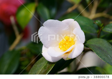 椿花図巻(利久2) 椿花図巻(利久2) 38866078