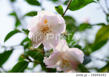 椿花図巻(ピンクポップコーン3) 椿花図巻(ピンクポップコーン3) 38866082