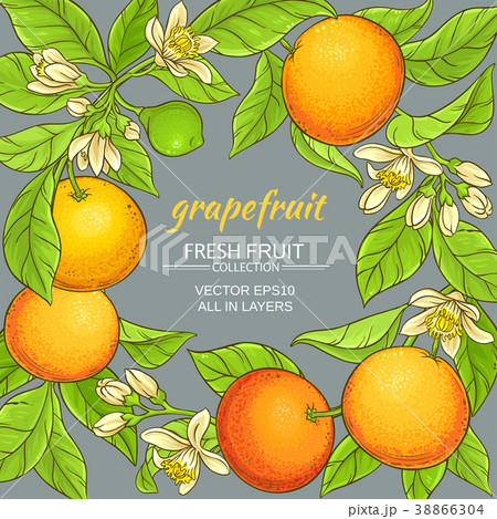 grapefruit vector frame grapefruit vector frame 38866304
