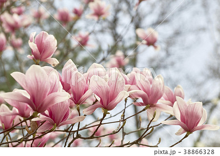 マグノリア 花 春 38866328