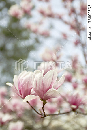 花 植物 マグノリア 38866333