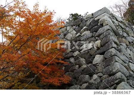 モミジと石垣 モミジと石垣 38866367