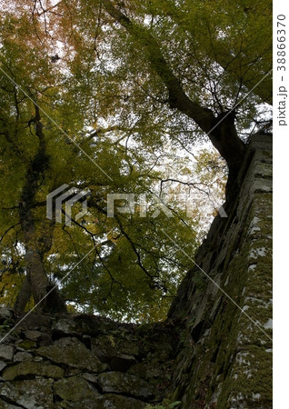 石垣と紅葉 38866370