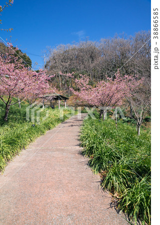 満開の河津桜 38866585