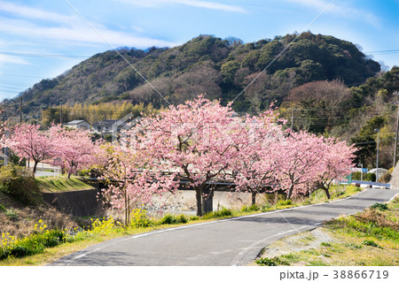 満開の河津桜 38866719