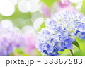 紫陽花 38867583