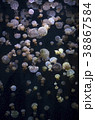 加茂水族館のタコクラゲ 38867584
