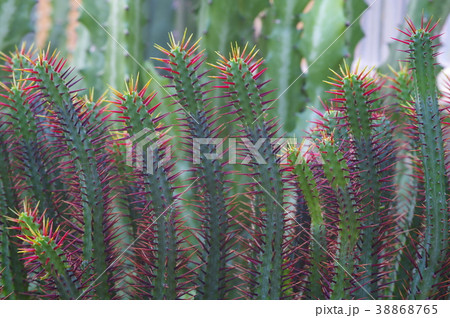 多肉植物（紅彩閣） 38868765