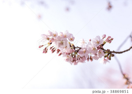 さくら つぼみ そして はなびらの写真素材