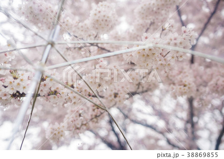 雨の日の桜 38869855