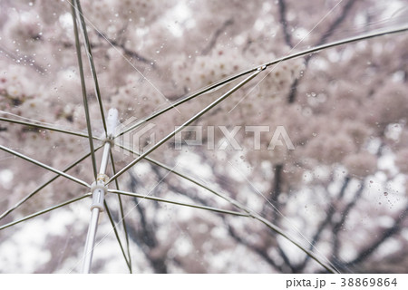 雨の日の桜 38869864