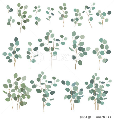 Silver dollar eucalyptus, isolated on white 38870133