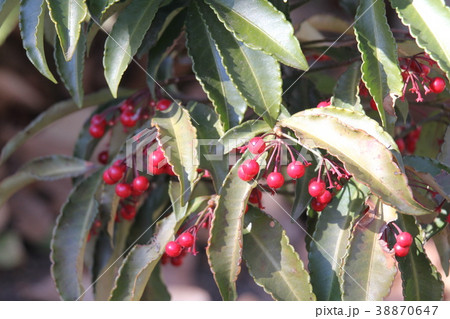 マンリョウ 38870647