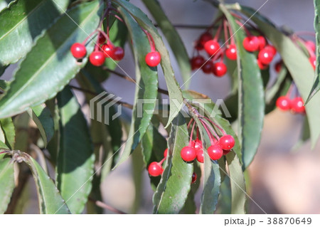 マンリョウ 38870649