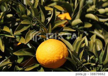 ナツミカン ナツミカン 38870662