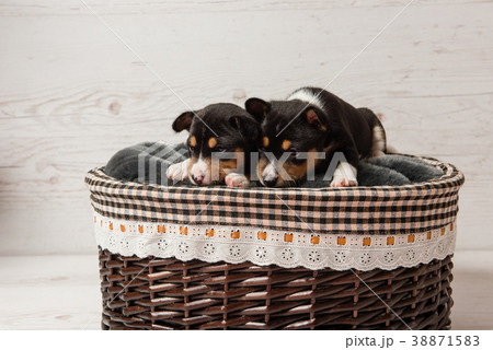 Two basenji tricolor puppies in basket 38871583