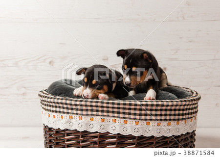 Two basenji tricolor puppies in basket Two basenji tricolor puppies in basket 38871584