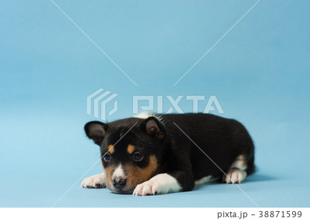 Basenji tricolor puppy lay at floor Basenji tricolor puppy lay at floor 38871599