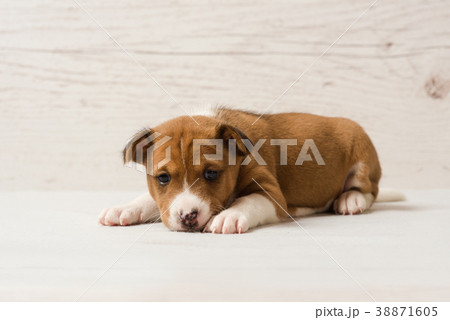 Cute basenji brown puppy Cute basenji brown puppy 38871605