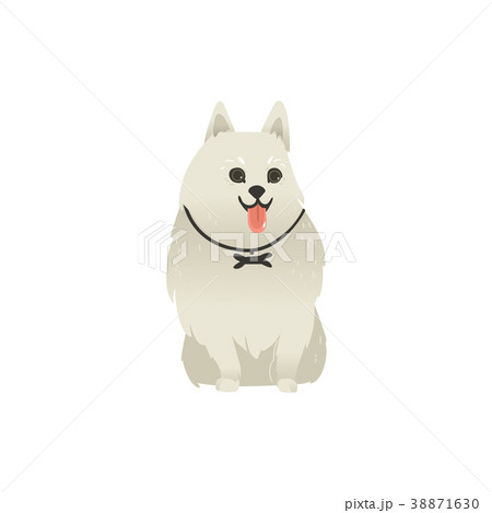 Cute fluffy dog sitting straight, front view 38871630