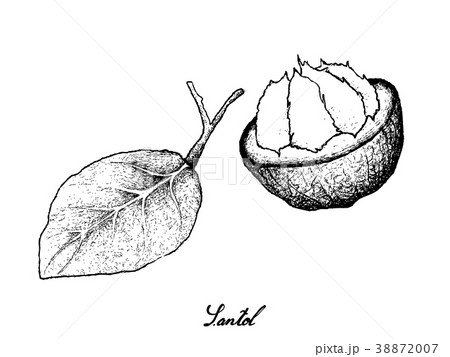 Sweet Ripe Santol Fruit on White Background 38872007