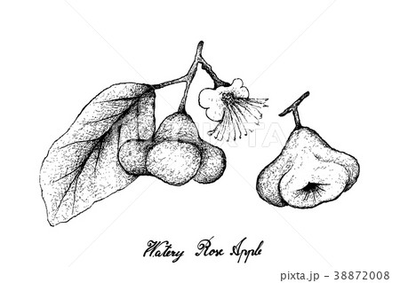 Hand Drawn Watery Rose Apple on White Background Hand Drawn Watery Rose Apple on White Background 38872008