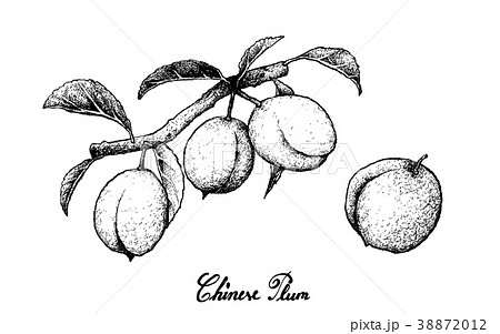 Hand Drawn of Chinese Plums on White Background 38872012