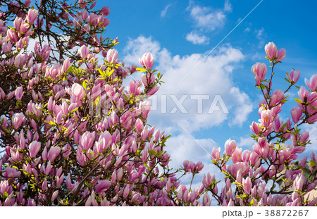gorgeous magnolia flowers on a blue sky background 38872267