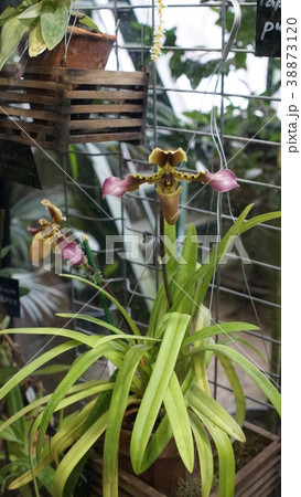 Beautiful blooming orchid flower in the garden Beautiful blooming orchid flower in the garden 38873120
