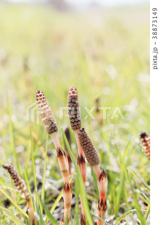 つくし つくし 38873149