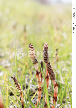 つくし つくし 38873150