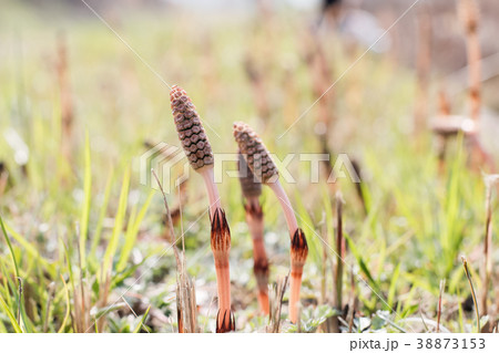 つくし つくし 38873153