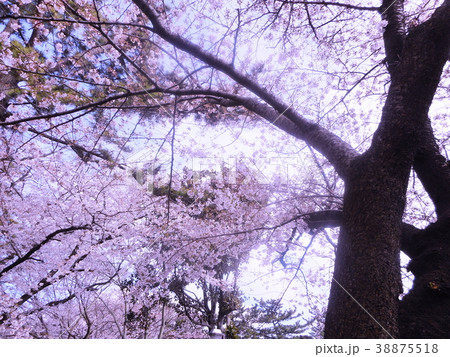 懐かしい桜 懐かしい桜 38875518