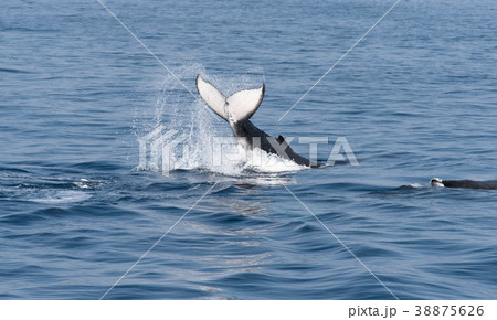 ホエールウォッチング ホエールテール 尾びれ 38875626