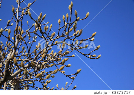 モクレンの蕾 モクレンの蕾 38875717