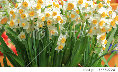 track lines on a ski slope left by a snowcat track lines on a ski slope left by a snowcat 38880228
