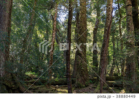 原生林 タスマニア オーストラリア 原生林 タスマニア オーストラリア 38880449