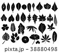 silhouette leaves set 38880498