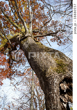 ミズナラの古木　秋田県 38880557