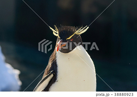 イワトビペンギンの顔 38880923