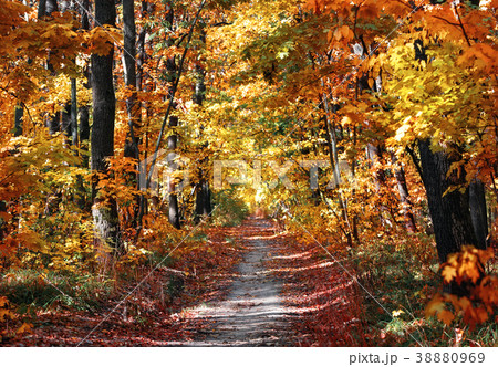 Path in autumn park Path in autumn park 38880969